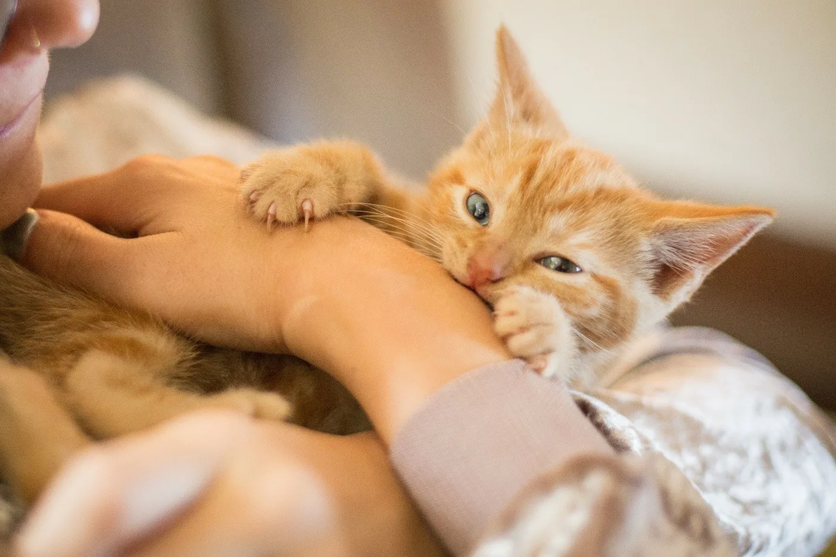 Котенок кусается когда гладишь. Рыжий котёнок. Котик кусает руку. Кусачий котенок. Рыжий котенок на руках.