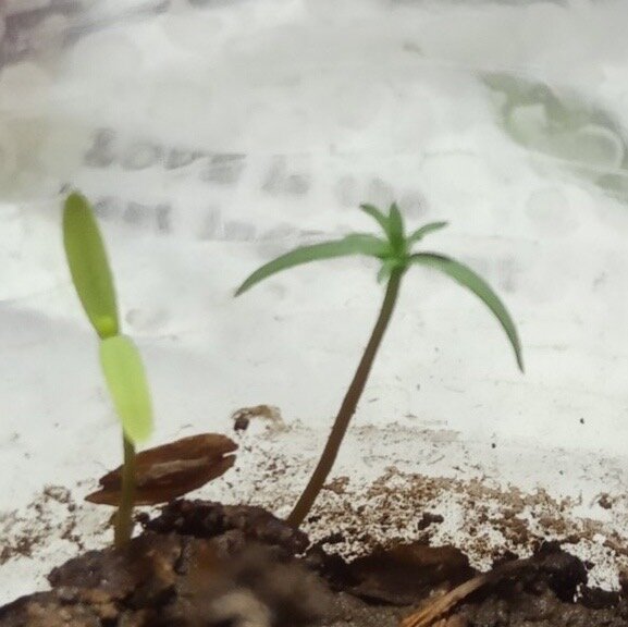 Росток туи. Ему 1,5 месяца😌