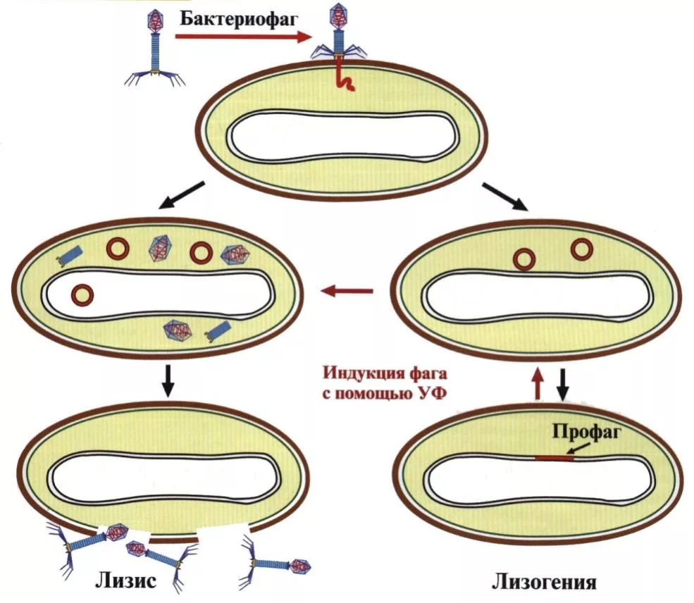 Лизогенный цикл. Лизогения бактериофагов. Размножение вирусов микробиология. Лизогенные бактерии. Размножение вирусов это многоступенчатый процесс.