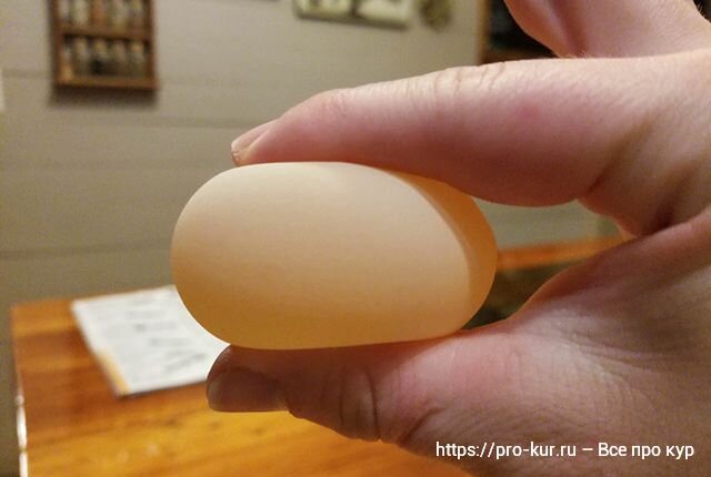 Добрый день. Почему куры несут яйца без скорлупы? Случается, что куры начинают откладывать яйца, похожие на мягкие надувные шарики, так как в них отсутствует наружный прочный слой.-2