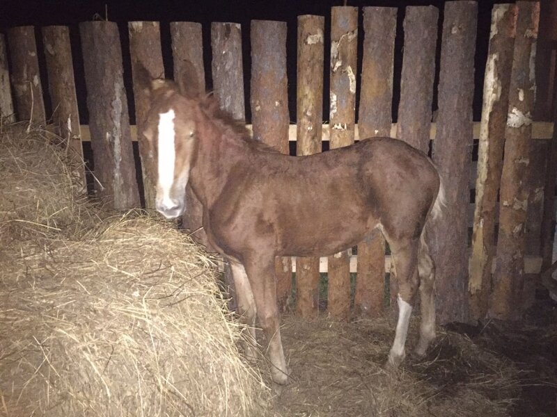 Жительница Приморья получила новых животных взамен пострадавших от хищника