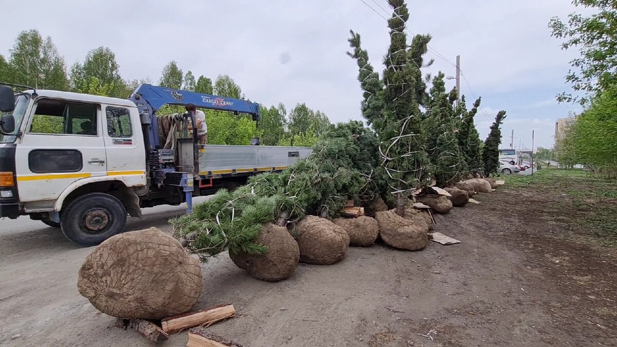 На фото деревья с открытой корневой системой 