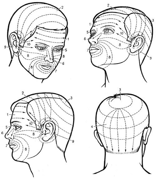 Рис.1 Зоны головы и направление линий воздействия (по Г. Лувсан, 1990).