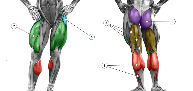 В целом это и есть, основные мышцы ног. 