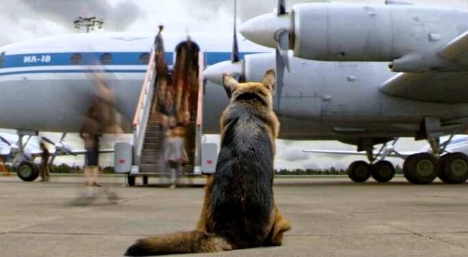 В истории цивилизации куда больше примеров верности собачьей, чем человеческой. Верная Пальма в ожидании своего хозяина. Фотокадр из одноимённого кинофильма https://vk.com.