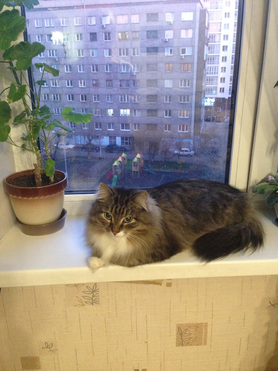 Невероятные приключения кота в белых валенках. Часть 5. 
