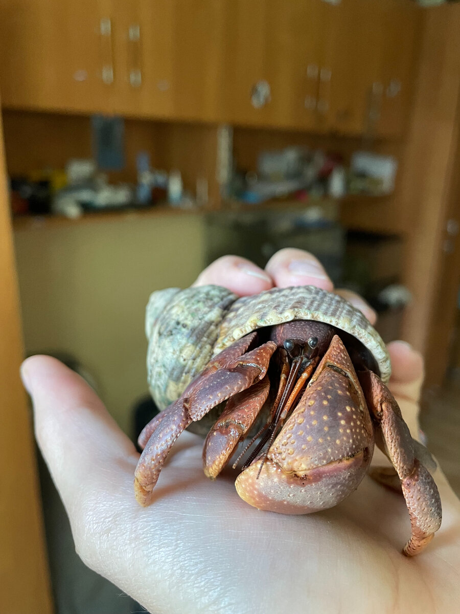 Один из наших раков - размер М, или по простому с женский кулак. Размер рассчитывается по ракушке.