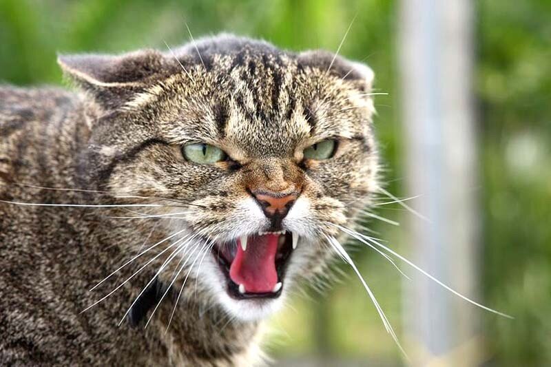 Опасно для человека!