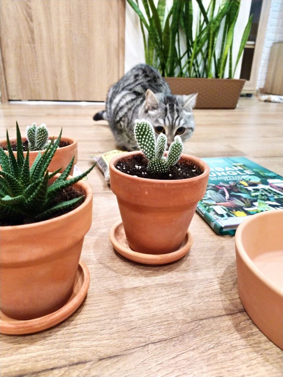 Хавортия, опунция и котяуси (на заднем фоне виднеется Сансевиерия) 