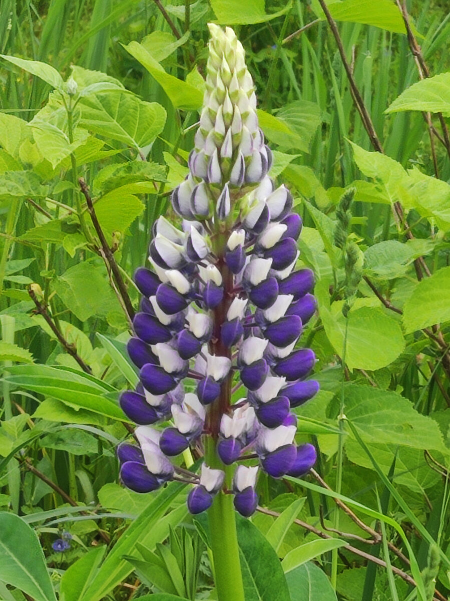 Фото автора, люпины, 2022 г.