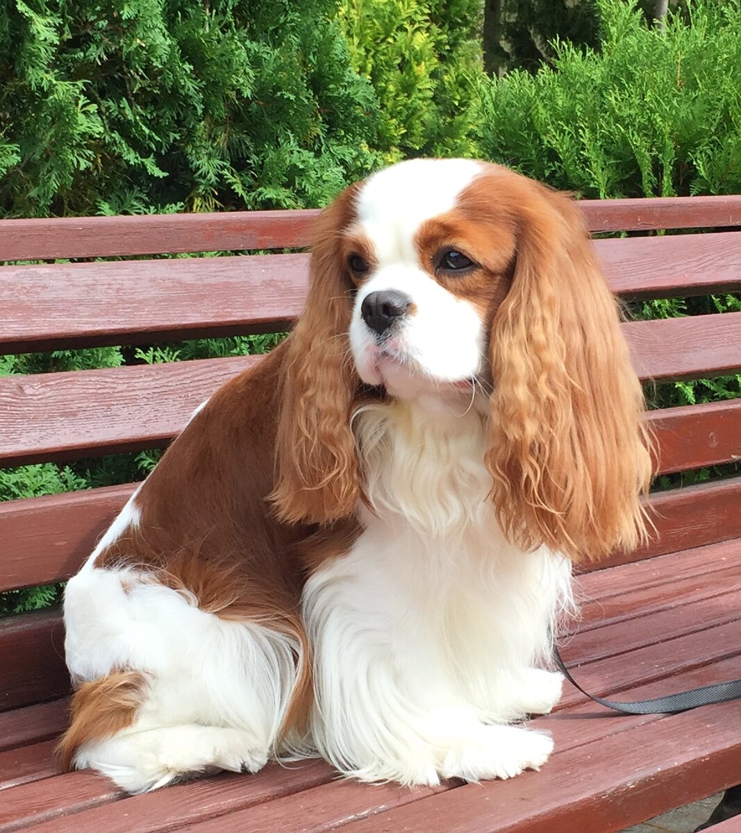 BEST IN YOU ABSOLUTELY AFRODIZIAK (ФРЭЙ) 