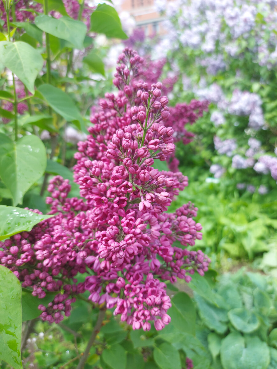 Заря коммунизма 