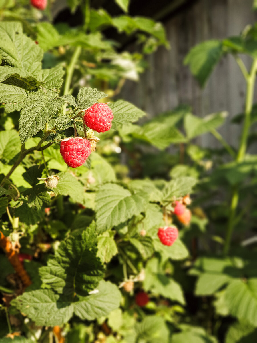 Фото прошлогоднее