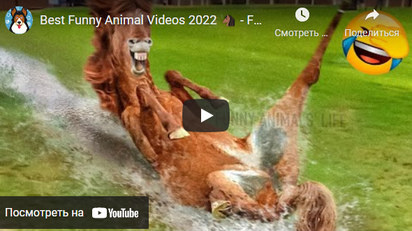 Смешные животные 2022