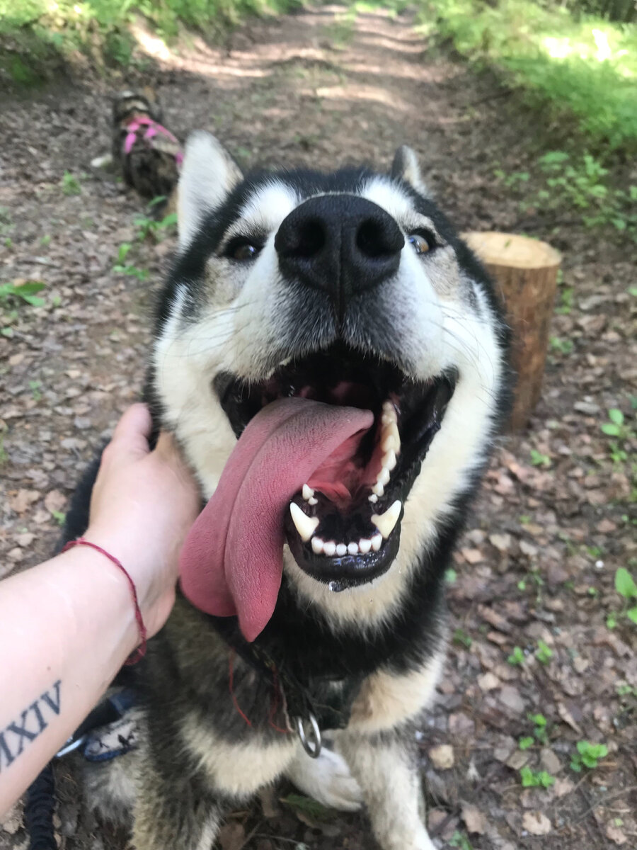 Собака улыбака 😍 Зовут Кай