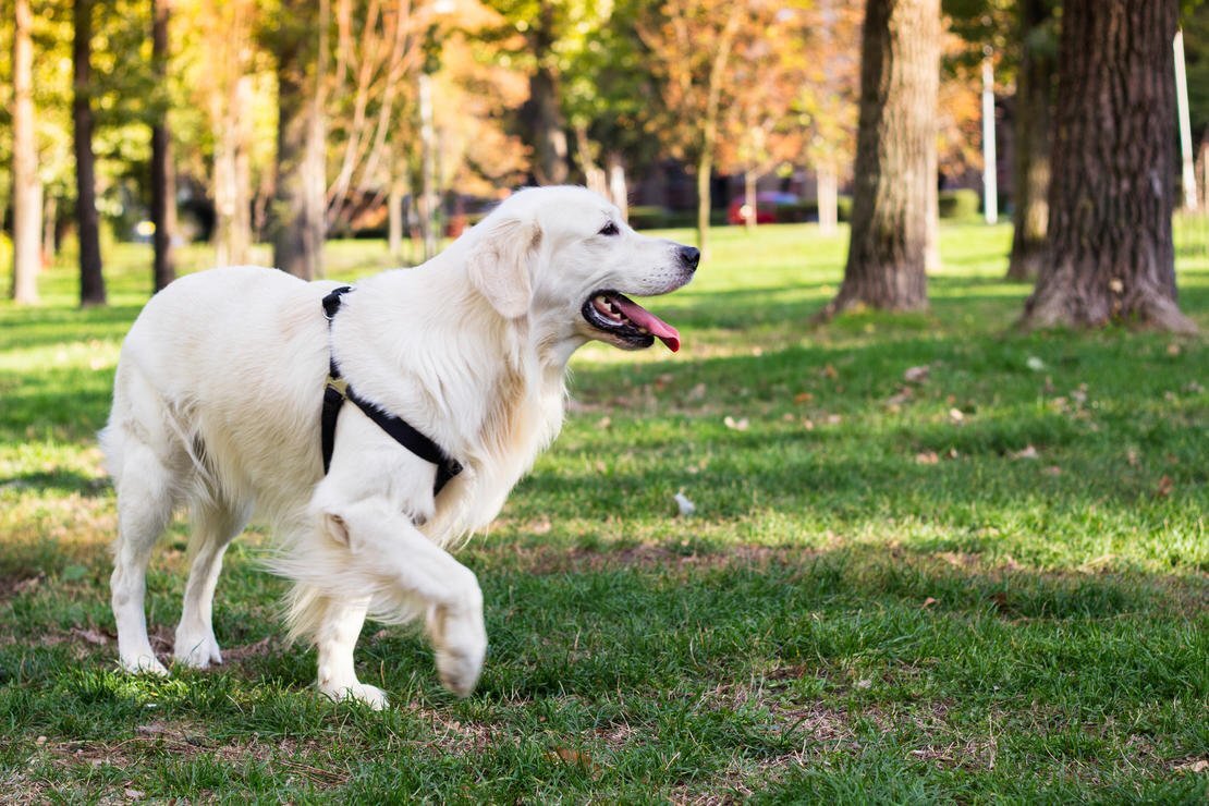 Хромота у собак — частая ветеринарная жалоба
