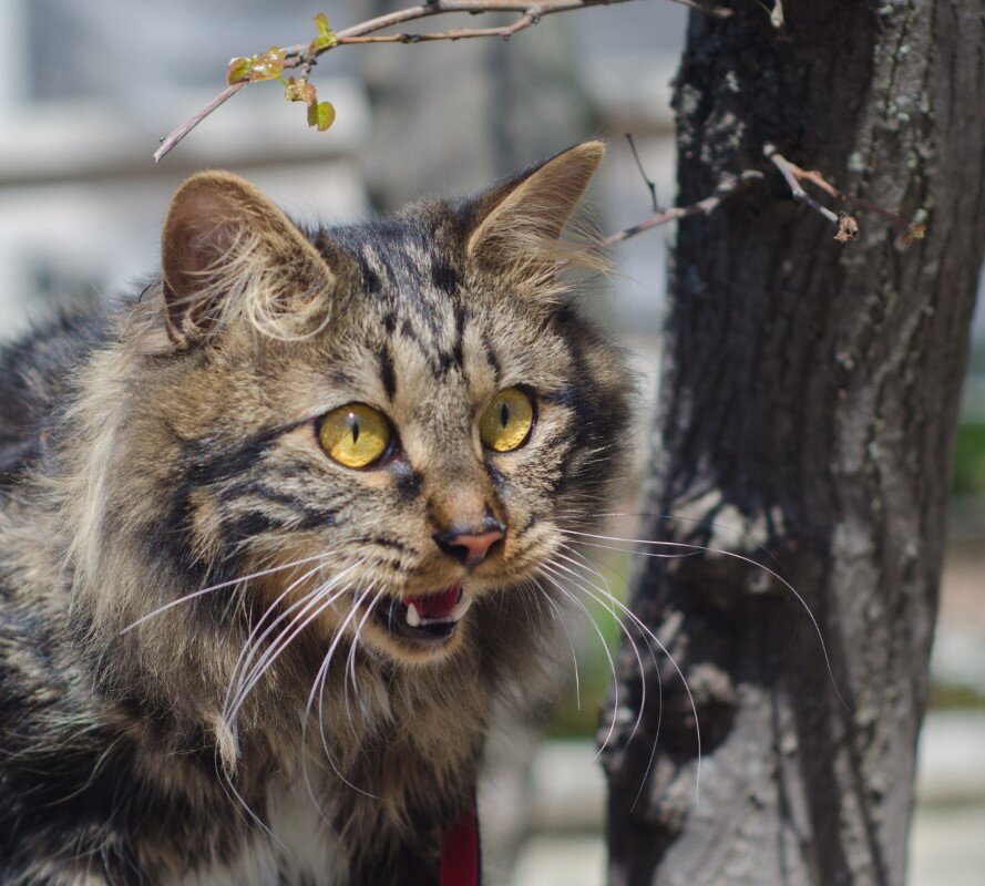 Шико быстро нагревается на солнце