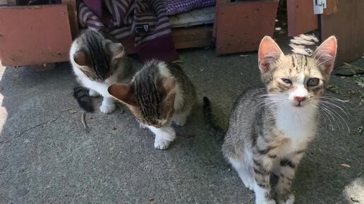 Как живут котята. Бездомные котята. Котенок на улице. Кошки на улице бездомные. Голодный котик
