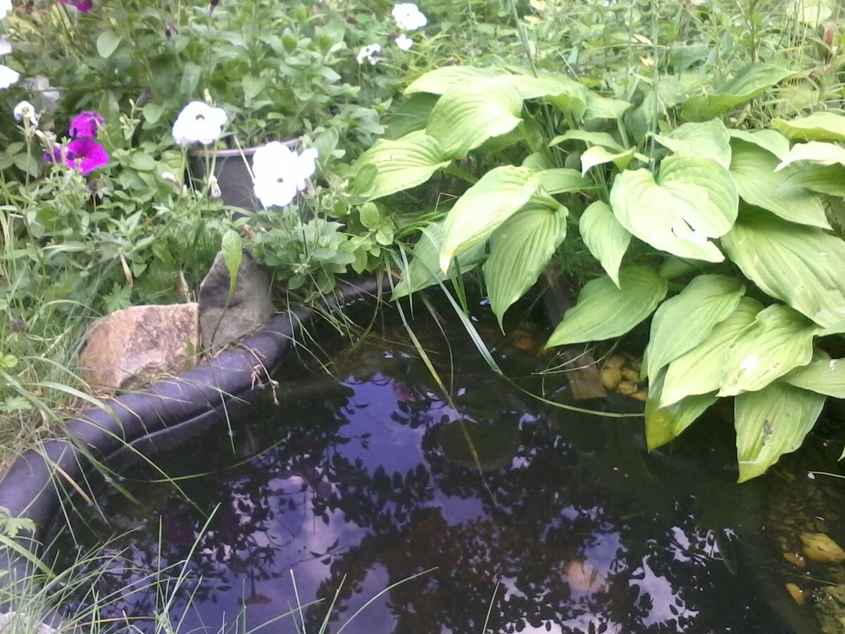 Фото прудика в разные года. Под листьями хосты видно, что прудике есть дополнительные отсеки. Положили туда красивые камешки из озера, гальку
