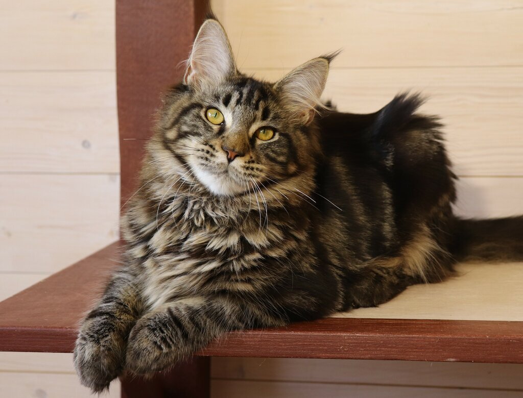 Большие домашние кошки | Petshop Journal | Дзен