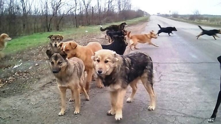 Везде есть бродячие собаки