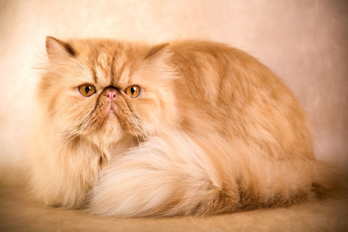 Самая ласковая порода кошек в мире: ТОП ласковых кошек для квартиры | Pet  Fabric | Дзен