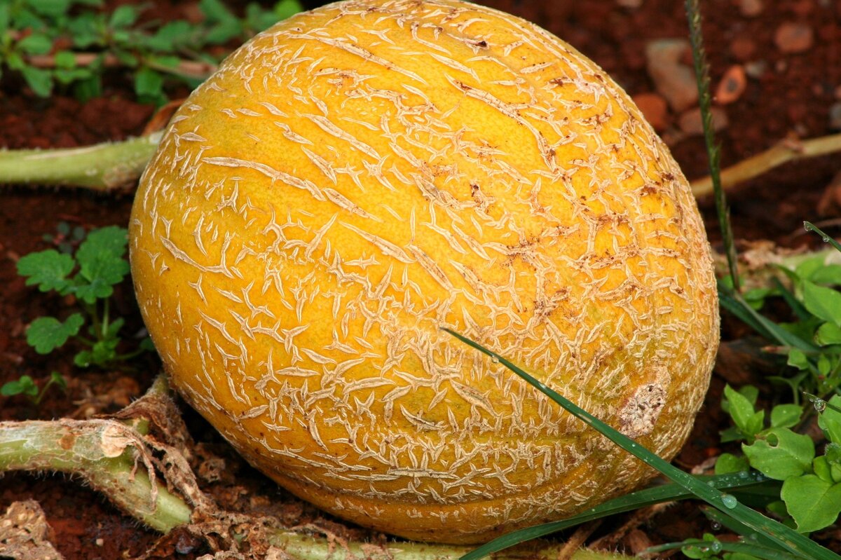     Дыня в теплице: 5 полезных подсказок для хорошего урожая