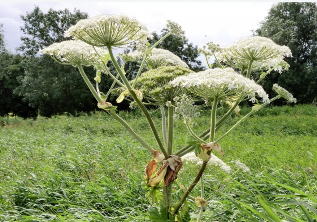 Фото: pxhere.com