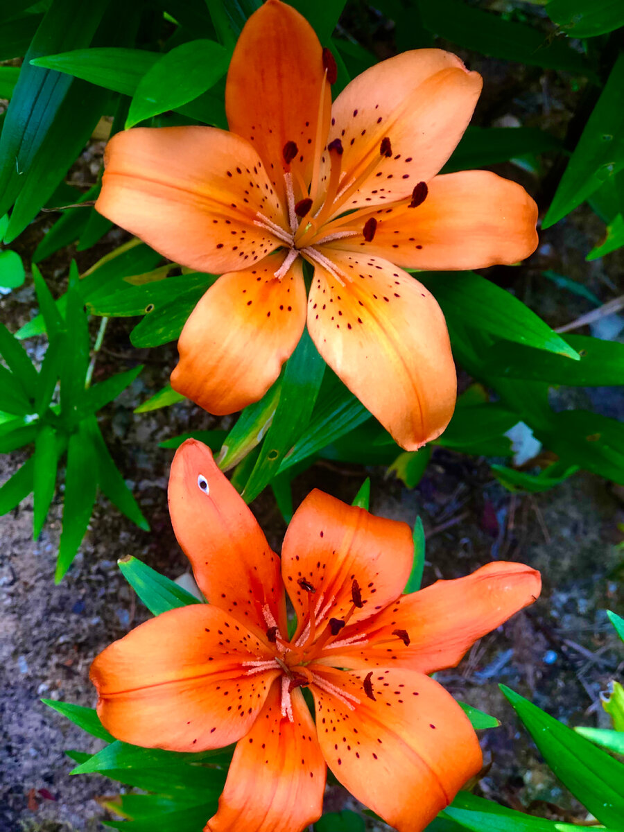 Личное фото 