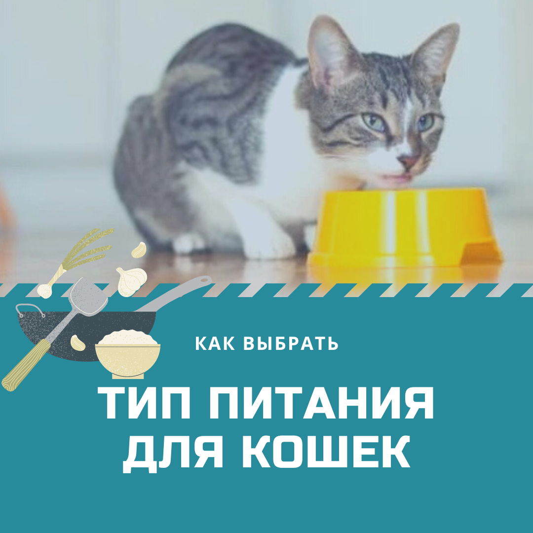 Как выбрать тип питания для кошки. Сушка, влажный корм или натуральное  питание? | Дневник кошатницы | Дзен