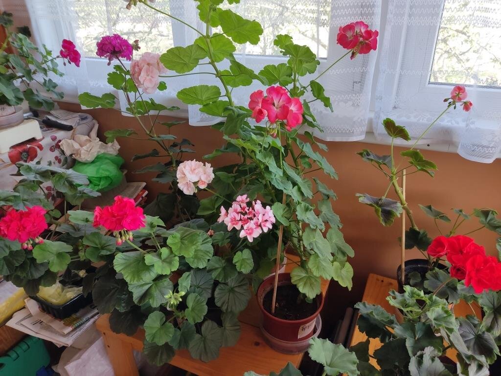 Это не моя герань, но у меня такая тоже есть