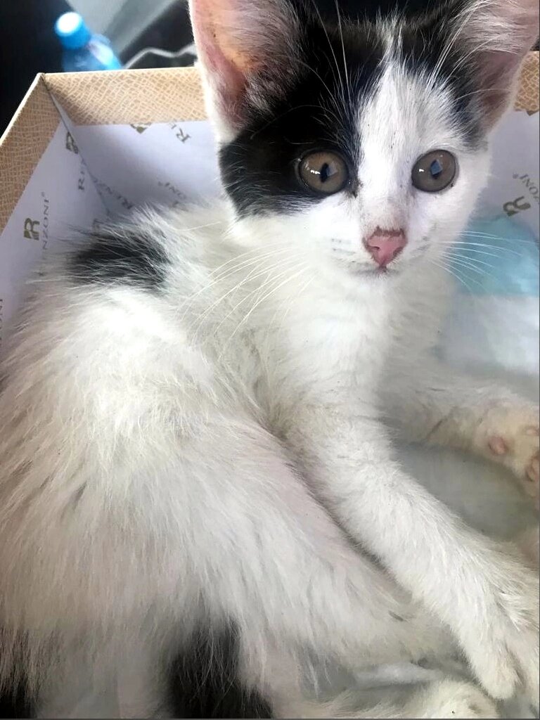 и передали новой хозяйке. Если найдутся руки на второго малыша, мы будем очень рады!!! Второй спрятался.