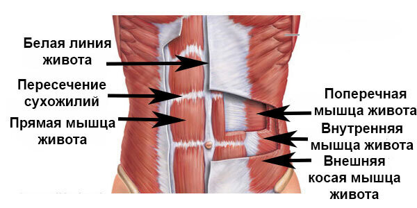 Мышцы живота послойно
