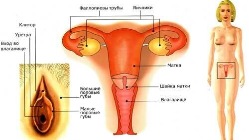 Вульвит – причины, симптомы и виды заболевания | Лечение вульвита у женщин в «Альфа-Центр Здоровья»