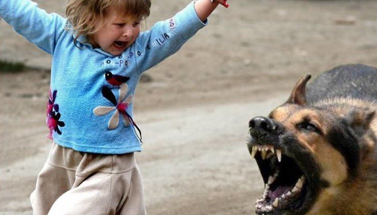 Фото: flickr.com, Витебский Курьер