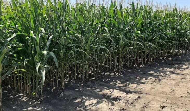    Органический биоактиватор против нематод стал звездой 37-го Конгресса нематологов Бразилии