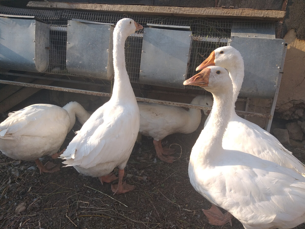 Гулики скандулики