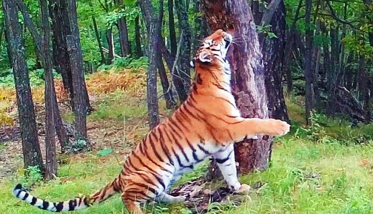 Фото: Нацпарк "Земля леопарда"