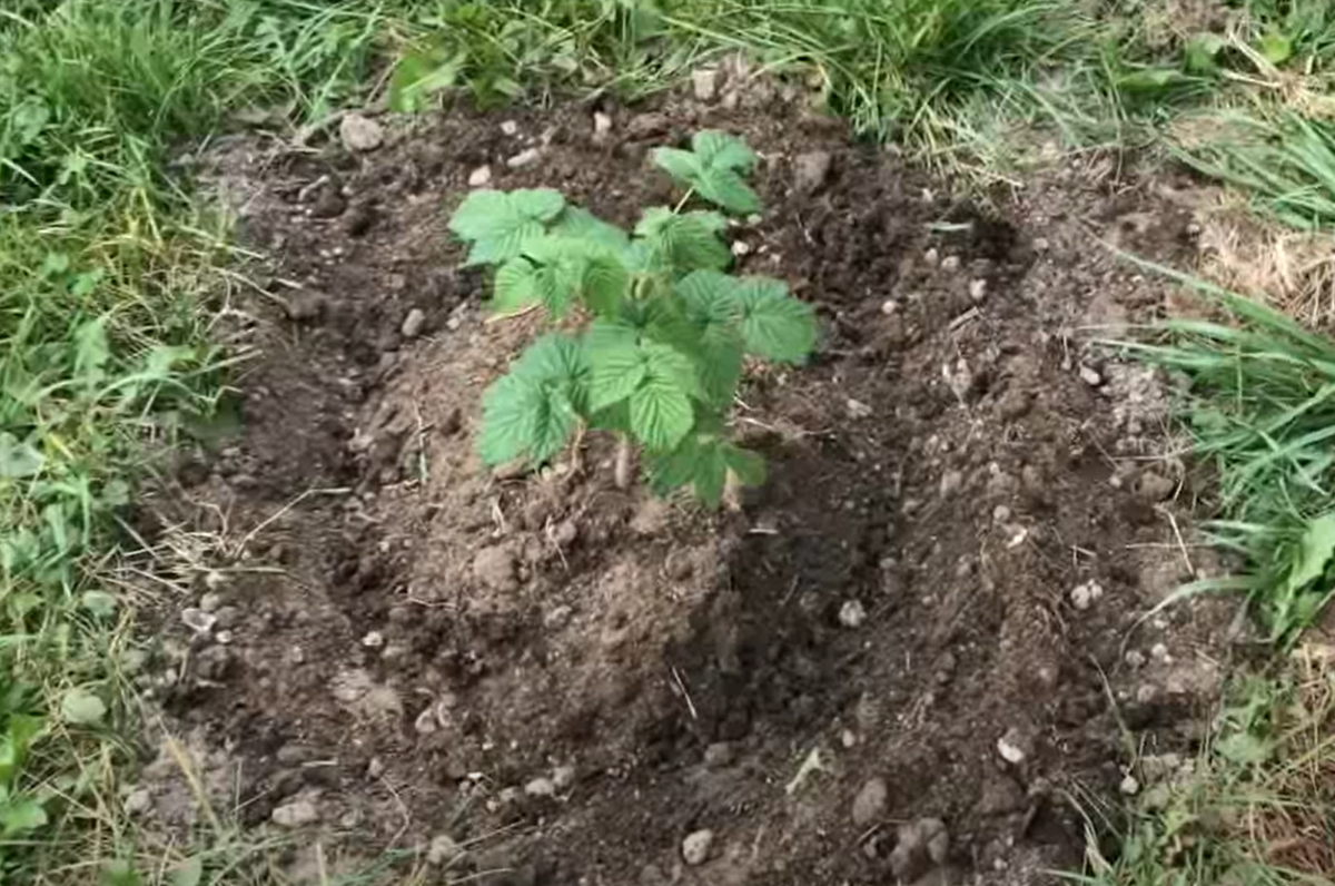 Кустовой метод намного лучше, чем ленточный