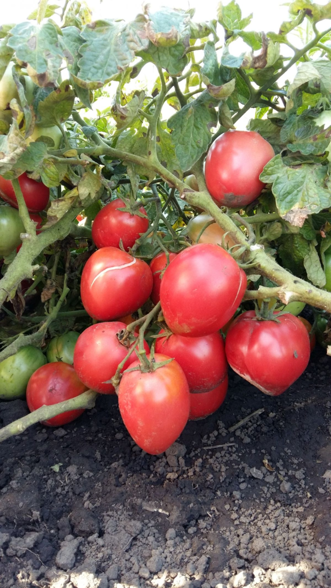 фото из интернета Супер клуша