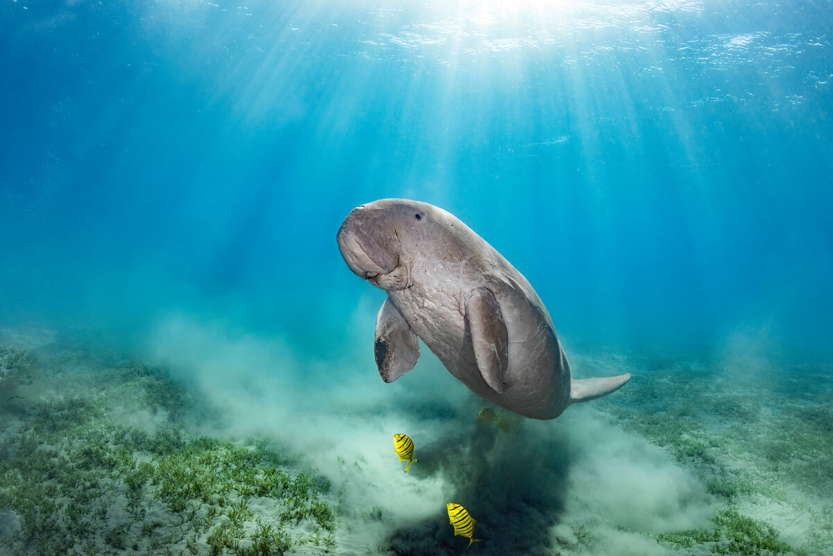 Алексей Магай