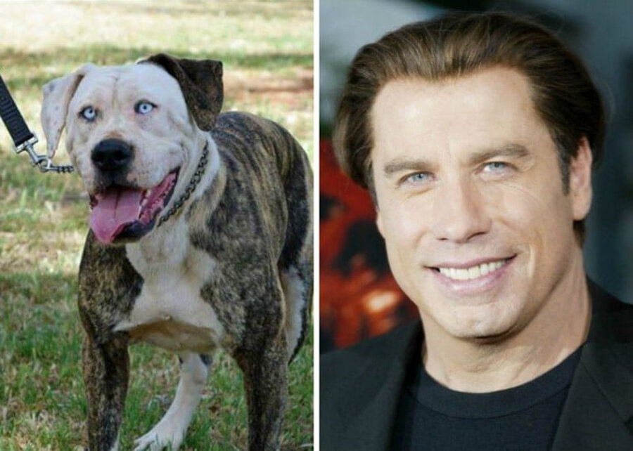 источник:https://wikipet.ru/uploads/posts/2018-05/1527595280_dzhon-travolta.jpg
