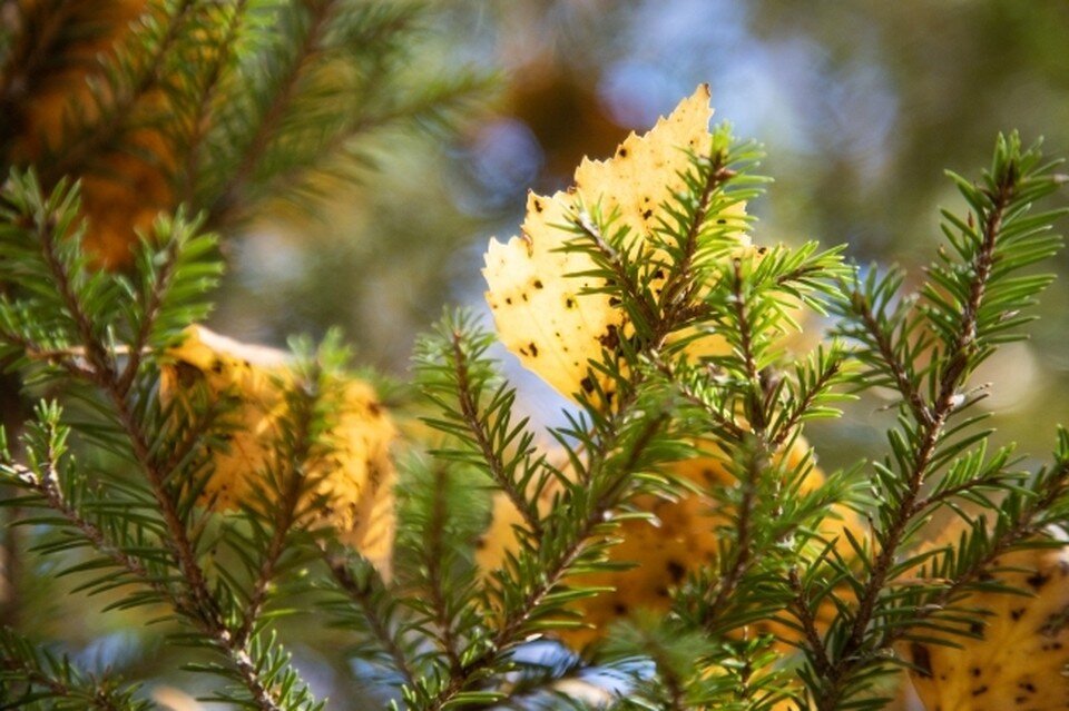     Фото: архив КП