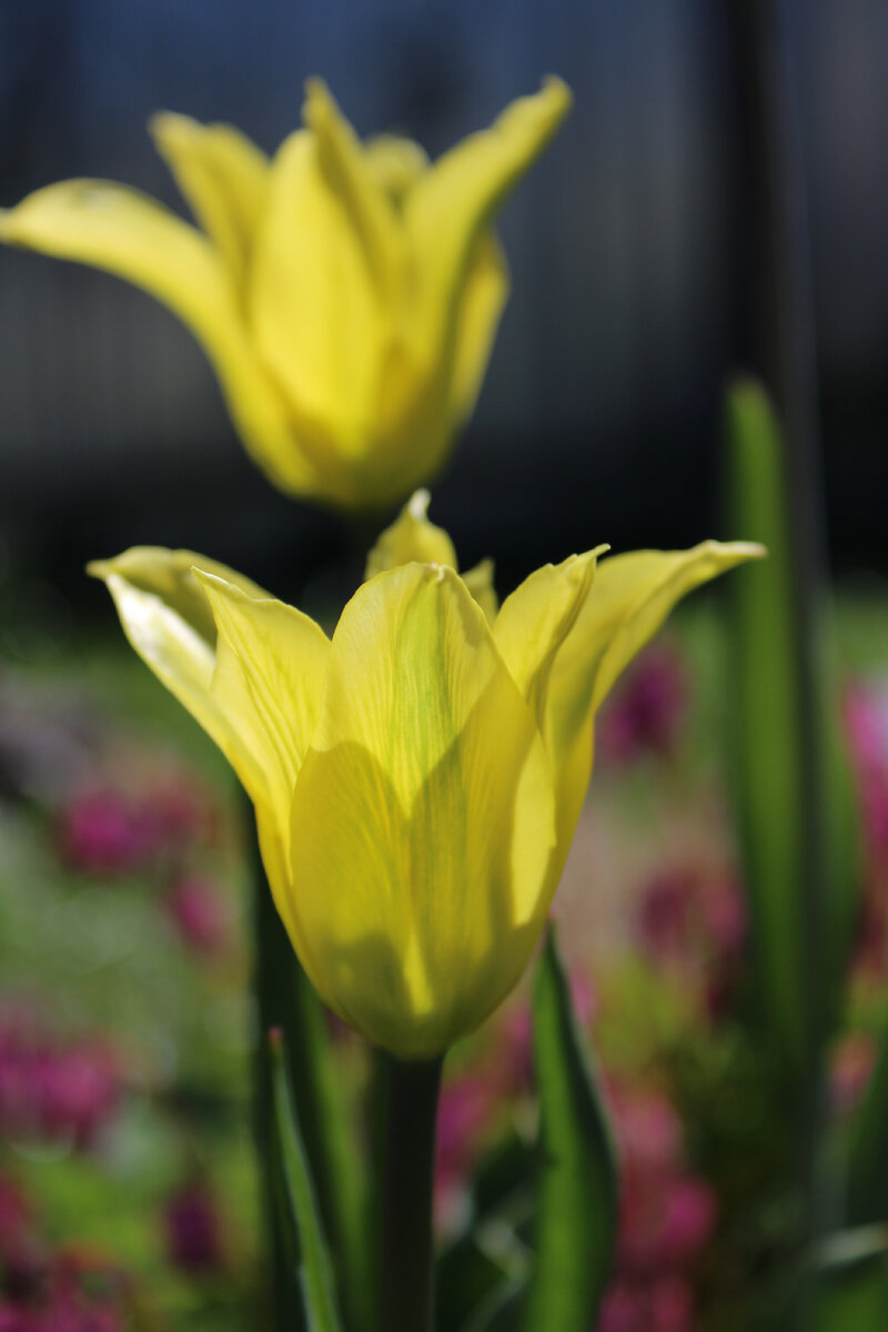 В продуктовых сетевиках