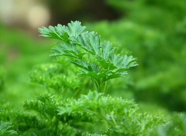 Петрушку можно оставить на грядках до конца октября.Фото pixabay/AllNikArt