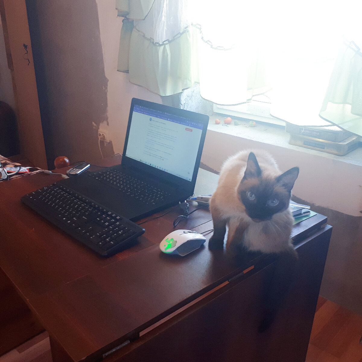 И у помощника руководителя есть свой личный помощник. Ну никуда без Тимы.