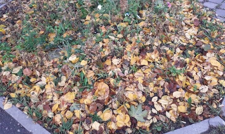    Листья и компост – готовьте грабли!