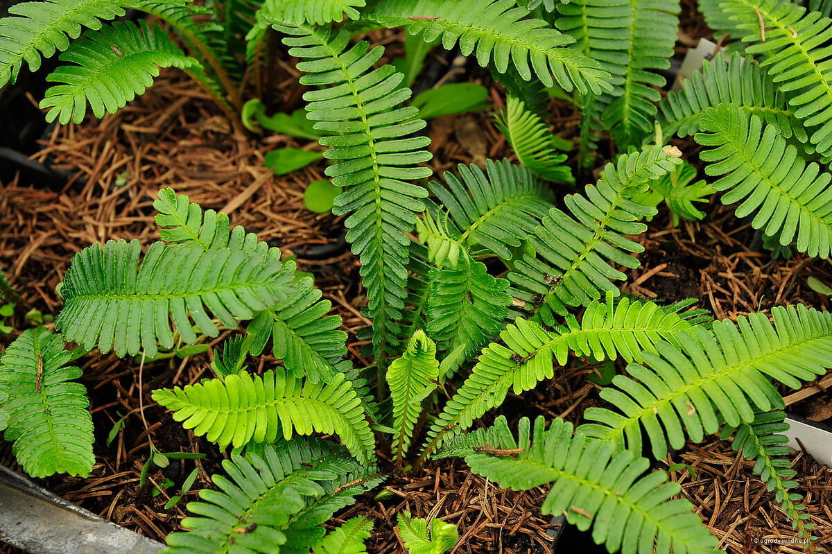 Фото интернет