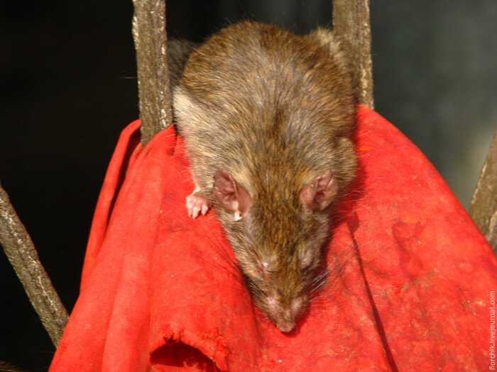 Крысиный король