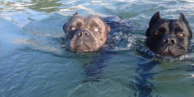    Мужчина, уезжающий на СВО, просит присмотреть за двумя мальчиками кане-корсо. Обещает оставить несколько мешков корма.Telegram/pomohvcem